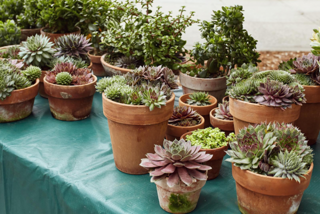 Plants to sell at farmers' markets